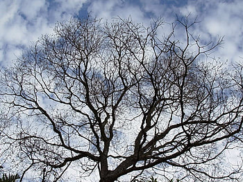 Tree skyline, silhouette, cloud, tree HD wallpaper