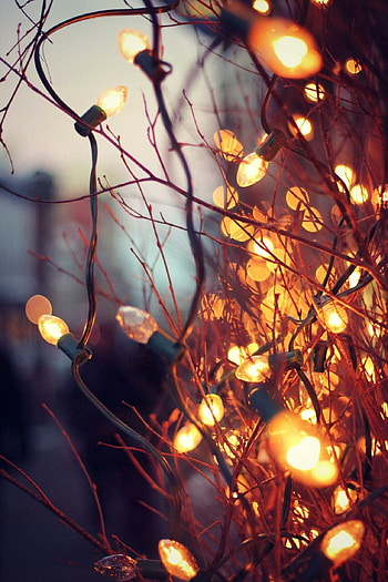 Fairy Lights, Autumn scenery, Enchanting glow, Cozy nights HD phone wallpaper