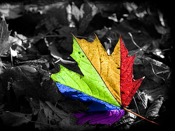 leave, colourfull, good, lovely, nice HD wallpaper