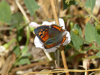 Flower, Macro, Butterfly, Spotted Chervonets, Chervonets Spotted HD wallpaper