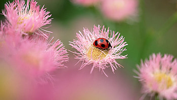Flowers, Macro, Insect, Field, Ladybug, Ladybird HD wallpaper
