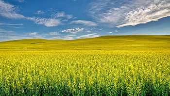 Yellow Rapeseed Flowers Green Leaves Plants Field Greenery Hills Under White Clouds Blue Sky Nature HD wallpaper