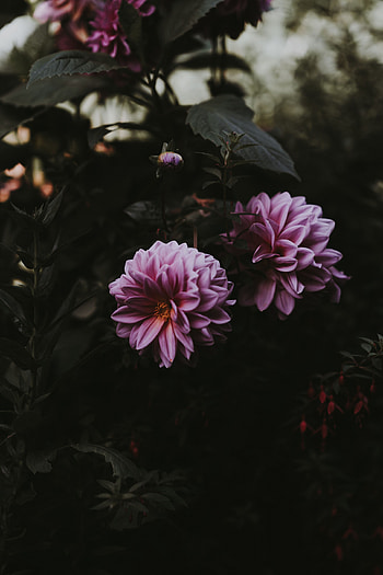 Flowers, Pink, Blur, Smooth, Bloom, Flowering, Dahlia HD phone wallpaper