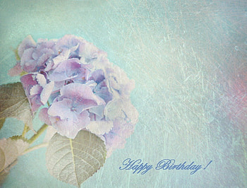~ ღ Happy Birtay Purple-Haze ღ ~, birtay, wishes, friend, flower HD wallpaper