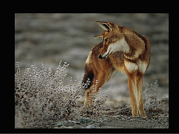 Animals, cuddly, cute, flowers, fox HD wallpaper