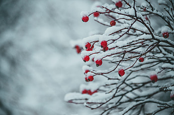 Winter, Snow, Berries, Plant, Macro, Branches HD wallpaper