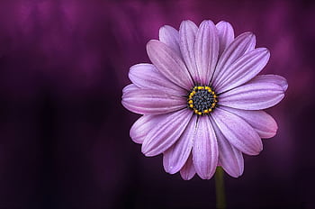 Close-up of a beautiful purple daisy on a dark background. HD wallpaper