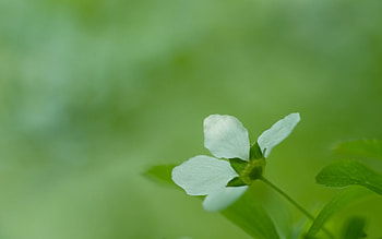 Grass, Flower, Macro, Bright, Greased, Smeared HD wallpaper
