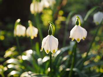 Snowflake, snowdrop, bloom, flowers, close up, blur HD wallpaper