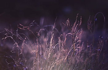 Plants, Nature, Grass, Macro, Shine, Light HD wallpaper