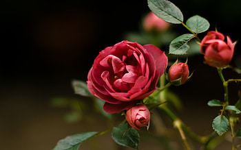 Plants, Flowers, Roses HD wallpaper