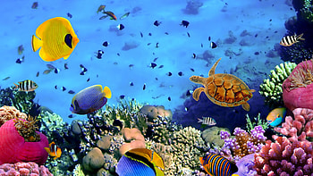 Great Barrier Reef, Coral reef HD wallpaper