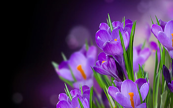 Flowers, Plants, Violet HD wallpaper