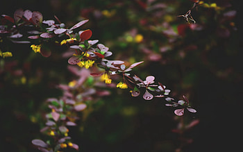 Leaves, Plant, Macro, Color HD wallpaper