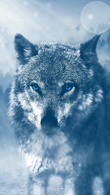 Wolf with blue eyes, Hypnotic gaze, Enchanting charm, Ethereal beauty HD phone wallpaper