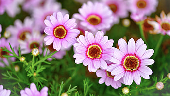 Light Purple Daisies Flowers Green Leaves Plants Field Blur Background Flowers HD wallpaper