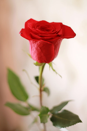 Plants, Flowers, Roses HD phone wallpaper
