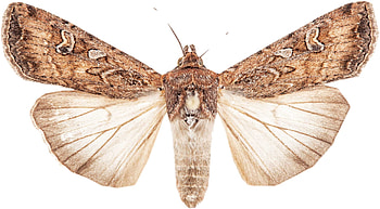 Moth , Animal HQ, , 2019 HD wallpaper