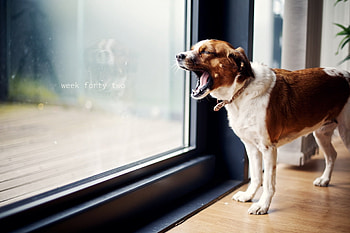 Animals, Dog, Door, To Yawn, Yawn, To Stand, Stand HD wallpaper
