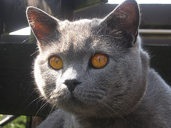 View, eyes, cute, cat HD wallpaper