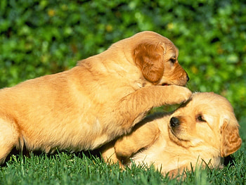 Animals, Dogs HD wallpaper
