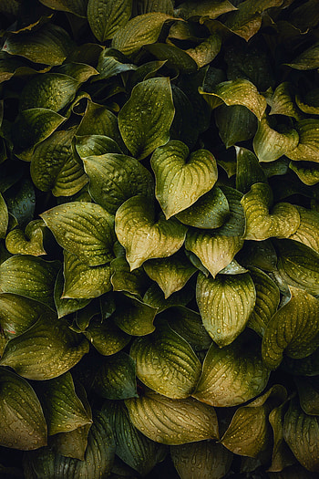 Leaves, Drops, Plant, Macro HD phone wallpaper