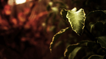 Autumn, Leaves, Macro, Dark, Shadow HD wallpaper