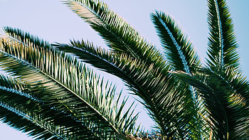 Relaxing summer, Fun in the sun, Tropical paradise, Beach vacation HD wallpaper