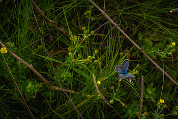 Grass, Macro, Insect, Butterfly HD wallpaper