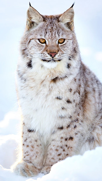 Lynx , Striking , High-resolution, Eye-catching design HD phone wallpaper