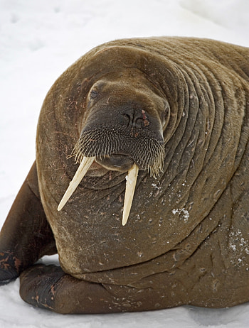 Walrus closeup, Detailed animal portrait, , Close perspective HD phone wallpaper