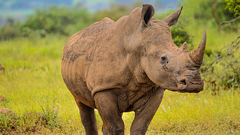 Kruger National Park, White rhino, Marloth Park, South African wildlife HD wallpaper