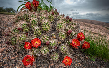Flowers, Grass, Sky, Needle, Bloom, Flowering, Cactus HD wallpaper