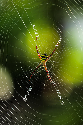 Animals, Web, Macro, Insect, Spider HD phone wallpaper