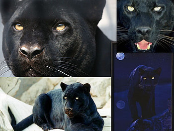 Panthers, panther HD wallpaper