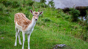 Deer Antlers Is Standing On Grass In Green Bushes Background Deer HD wallpaper