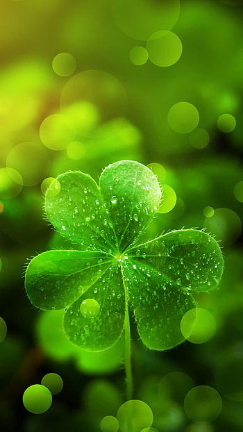 Irish Shamrock, Shamrock , Mobile backgrounds, St. Patrick's Day HD phone wallpaper