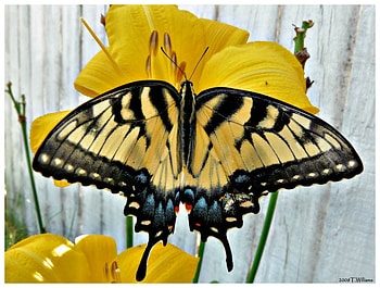 Butterfly Kisses ;), sunshine, just fly, wonderful, mother nature, butterfly, life, light, yellow, sun, forever HD wallpaper