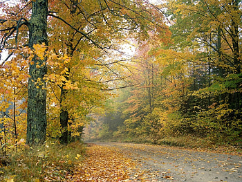 Landscape, Trees, Roads, Autumn HD wallpaper