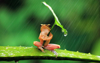Animals, Frogs HD wallpaper