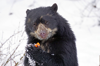 Animals, Cool, Spectacled Bear, Andean Bear HD wallpaper