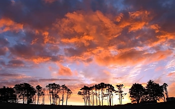 Albany Sunset, trees, albany, tree, sunset HD wallpaper