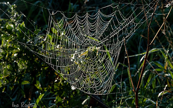 Spiderweb, Latvia, nature, macro HD wallpaper
