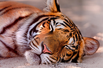 Animals, Muzzle, Predator, Tiger, Sleep, Dream HD wallpaper