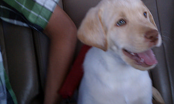 Tucker!, dog, cute, puppy, smile HD wallpaper