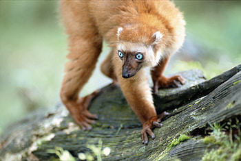 Animals, Branches, Moss, Lemur, Blue Eyes HD wallpaper