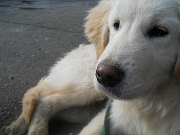 Buff- The Golden Retriever, dogs, buff, best friends, golden retriever HD wallpaper