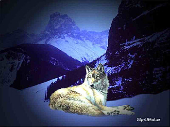 Wolf on top of the Would, snow, sky, colour, wolf, mountains HD wallpaper