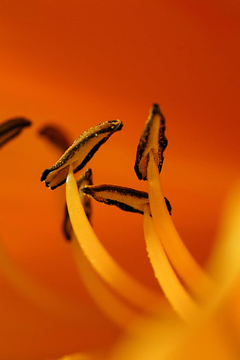 Flower, Macro, Pollen HD phone wallpaper
