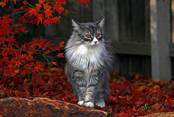 cute kitty, animals, autumn, cute, beautiful, leafs, kittyes HD wallpaper
